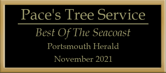 2021 Best of The Seacoast