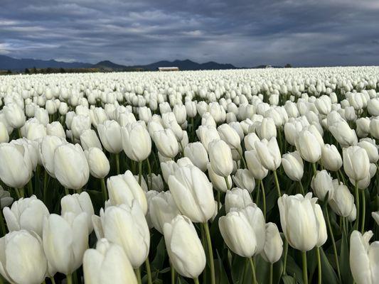 Tulip time in Skagit county!!