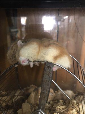 Hamster sleeping on the wheel in the AC