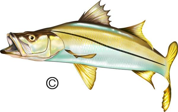 Snook clipart illustration