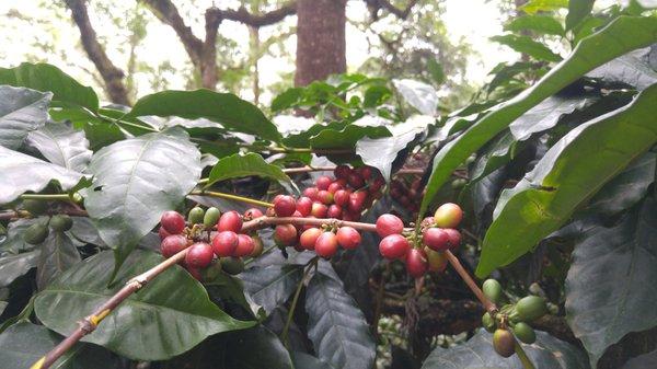 Shade grown organic coffee from one of our partner farms.