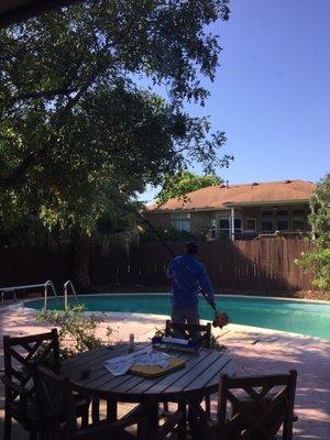 Trimming tree near pool