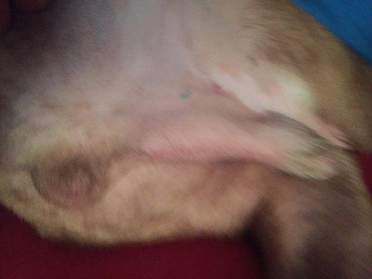 Peewee incision site healed very nice,this is one week post op surgery.