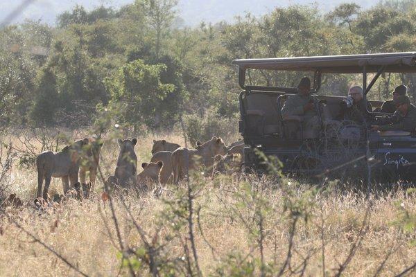 Lion Pride at Kruger National Park