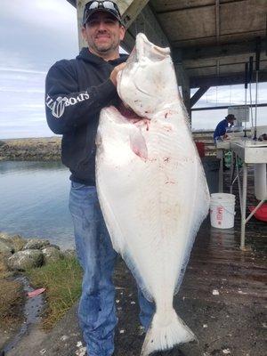 A big Halibut is  landed by a lucky customer.