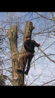 Elite Affordable Tree Service