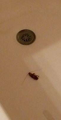 Giant cockroach