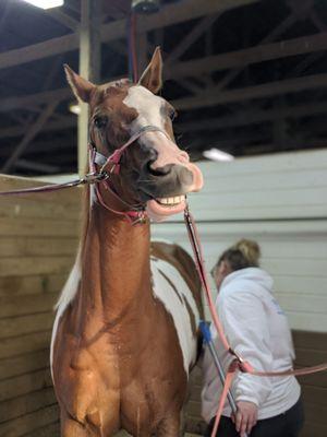 Humongous tack bays and well fed ponies