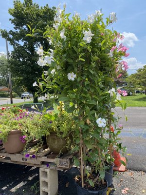 Beautiful flowers