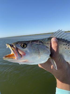 Sea trout are beautiful