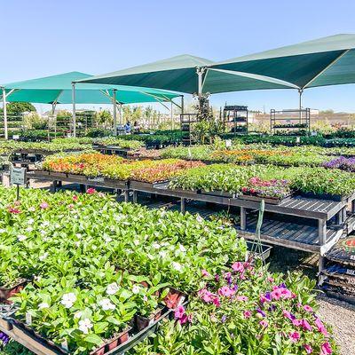 A wide variety of flowers and under shade shopping.