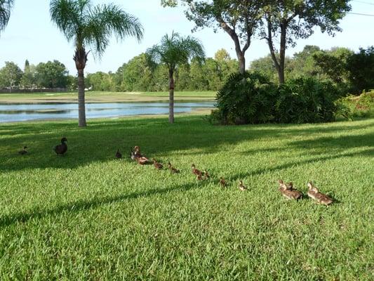 Another flock of baby ducks behind our office.