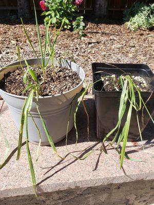 Live sweetgrass plants