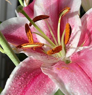 Lilium Floral Design