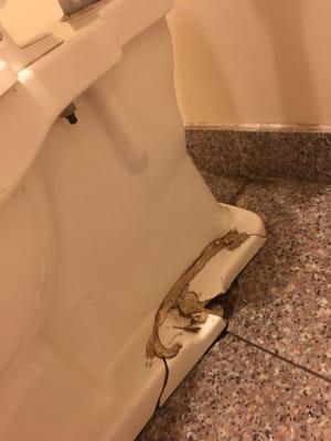 Toilet cracked is this worth the $$ they want for this place??