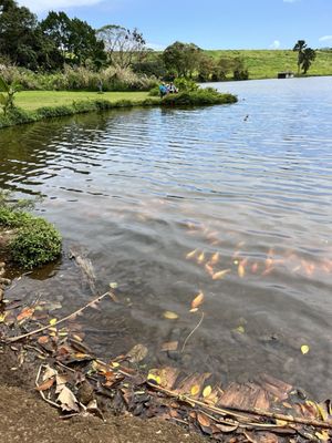 Fish by the lake