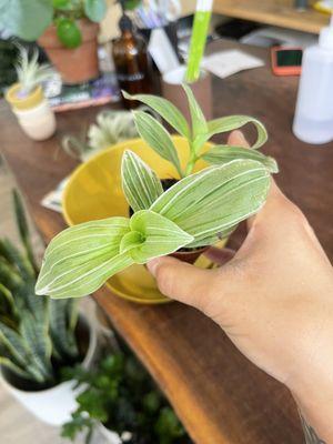 My friend got this variegated Tradescantia!