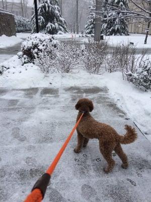 Max enjoying a snowy day walk