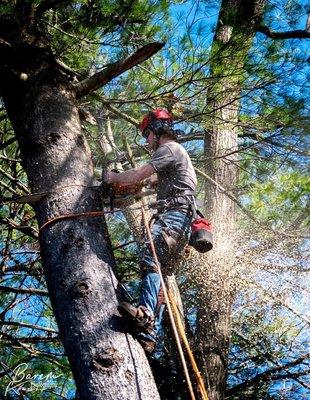 Two pines in Danvers. Thank you for the opportunity to service your property, and an amazing shout out for the pictures!!