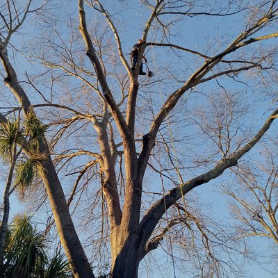 ASAP Stump Removal & Tree Service