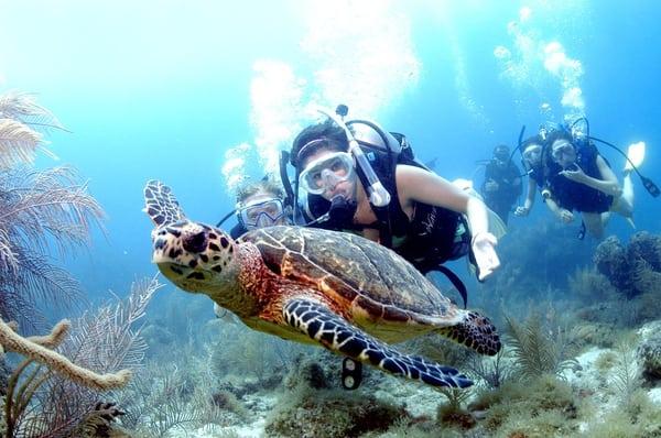 PADI certifications at any level, or just dive for fun in the BVI coral seas.