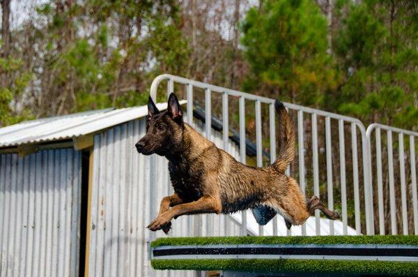 Berserker Malinois Kennel