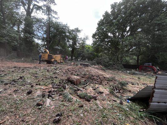 15 Pine Tree removal