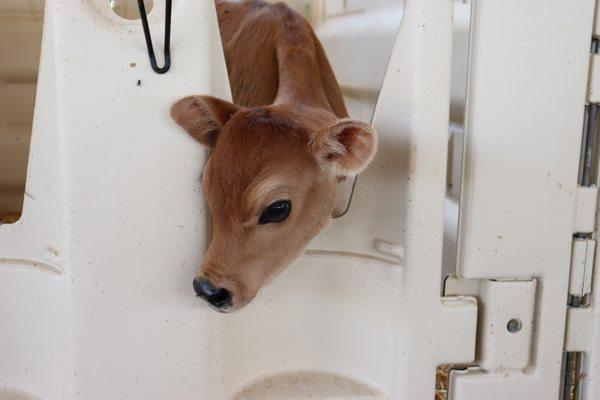 Baby jersey calf