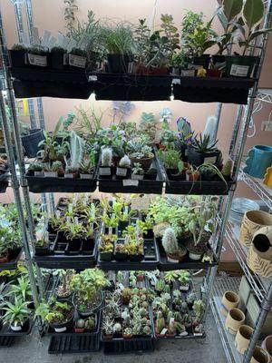 Great selection of plants