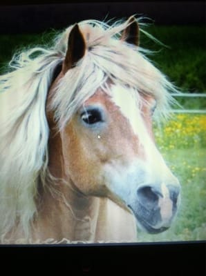 Messenger, Brookside's  Haflinger stallion