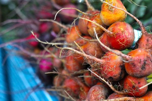 County Line Harvest