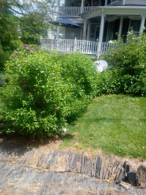 Weeded/Trenched/Shrub Trimming/Mulch Installation