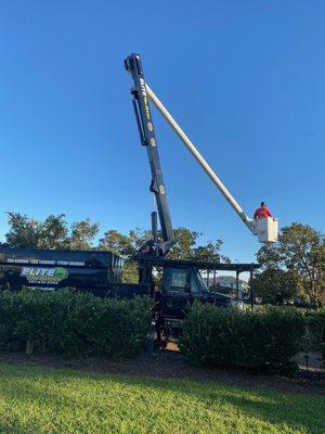 Using our bucket truck to trim 8 brad fords so the customer could see the bay from the upper deck