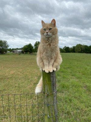 We have friendly, adorable barn cats.