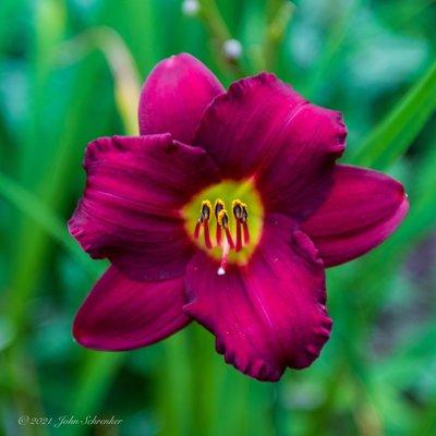 Flower in the Sunken Garden.