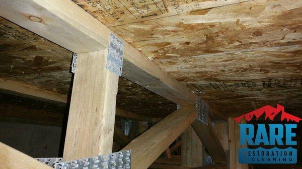 Crawlspace Mold Remediation - Monument CO