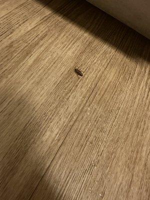 Cockroach in kitchen