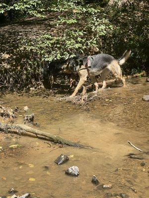 Dogs love to drink and cool off in it, Thai dogs are highly trained and with collars just in case so don't if your dogs aren't trained