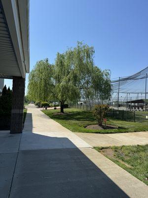 Beautiful trees on the walkway