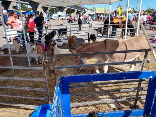 Animal petting zoo