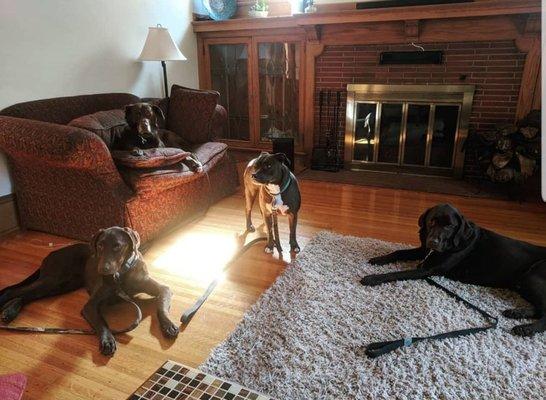 Pet sitting four amazing dogs while family was away for wedding