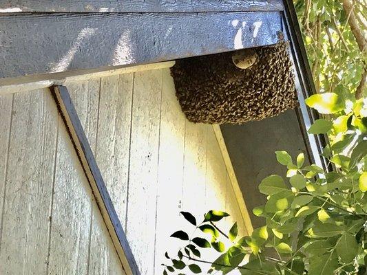 Live Bee Removal of Exposed Wild Hive Near Grand Children's Play Area!