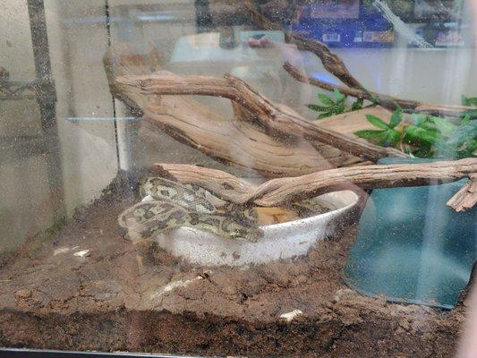 Carpet python with excrement around it