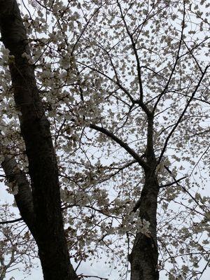 Cherry blossoms are just starting to bloom