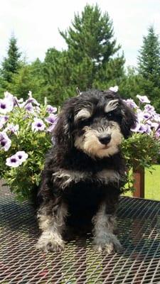 Shelbo Schnoodle puppy!