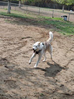 Rancho Bernardo Dog Park