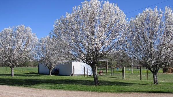 Wilkinson Tree Farm