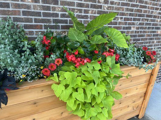 Customer annual planter for commercial space in Brookings, SD