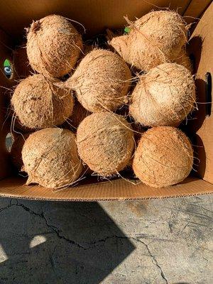 COCONUTS