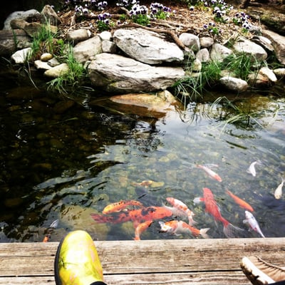 Koi fish, Central PA